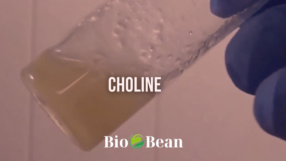 Can Choline Help with Weight Loss? New Studies & EVIDENCE Bio Bean
