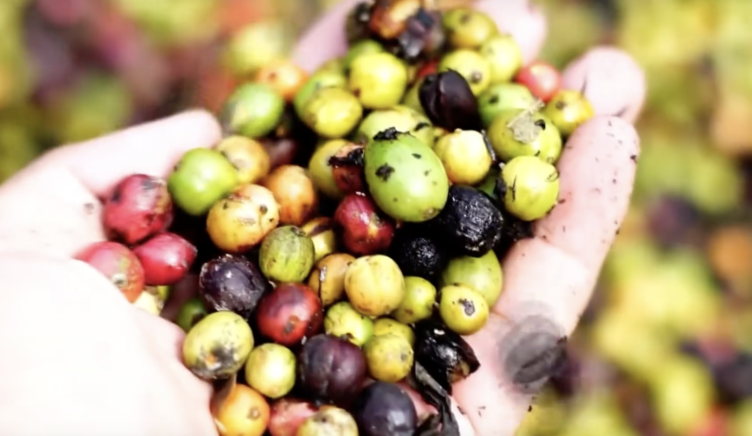 Can Green Coffee Help with Weight Loss? New Evidence & FACTS Bio Bean