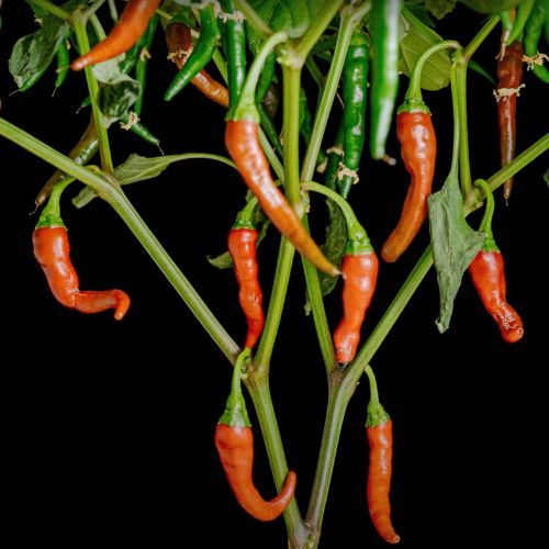 cayenne pepper